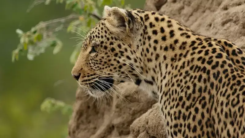 Несостоявшееся взаимодействие вороны и дальневосточного леопарда попало на видео