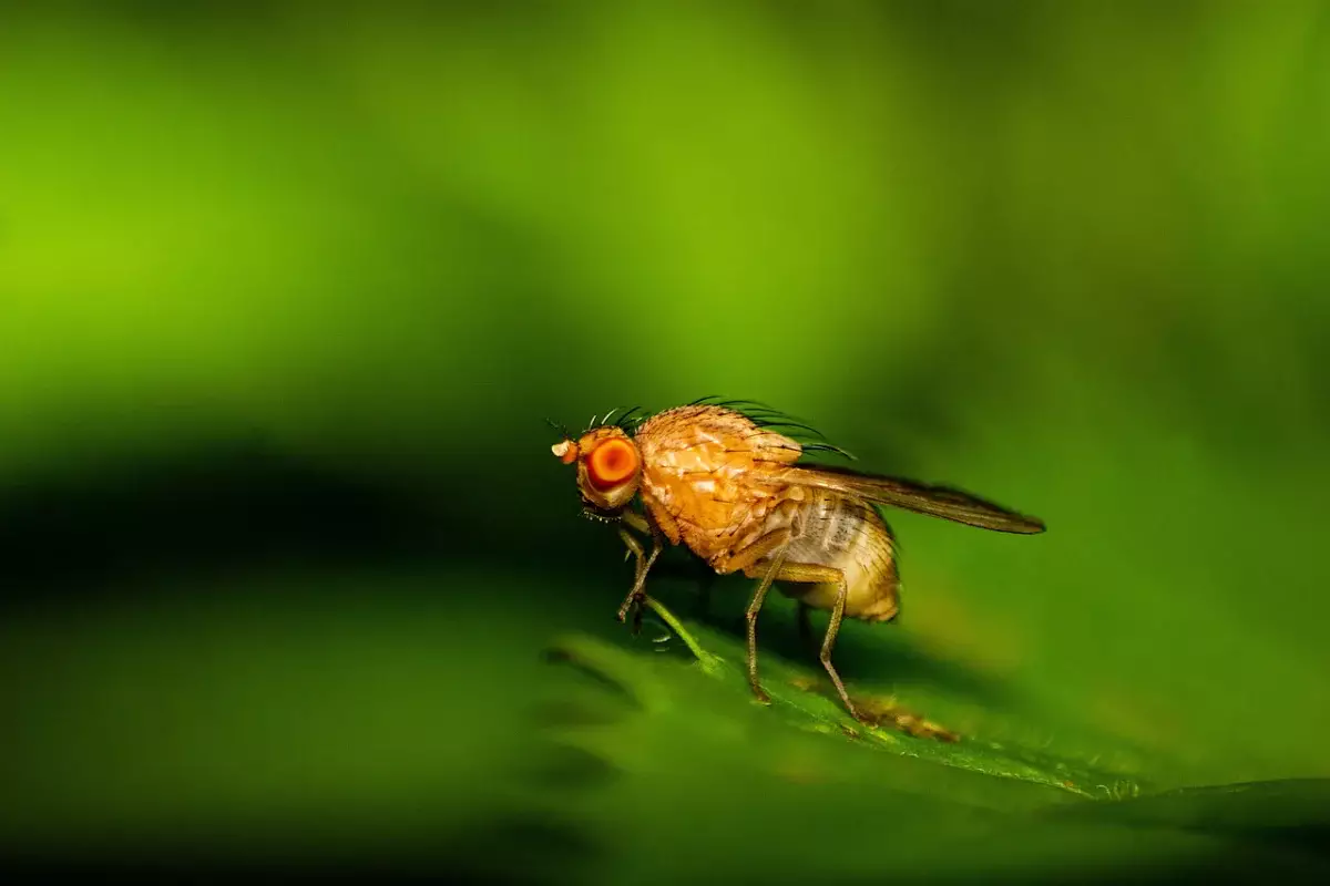 Ученые создали самую совершенную виртуальную муху в мире