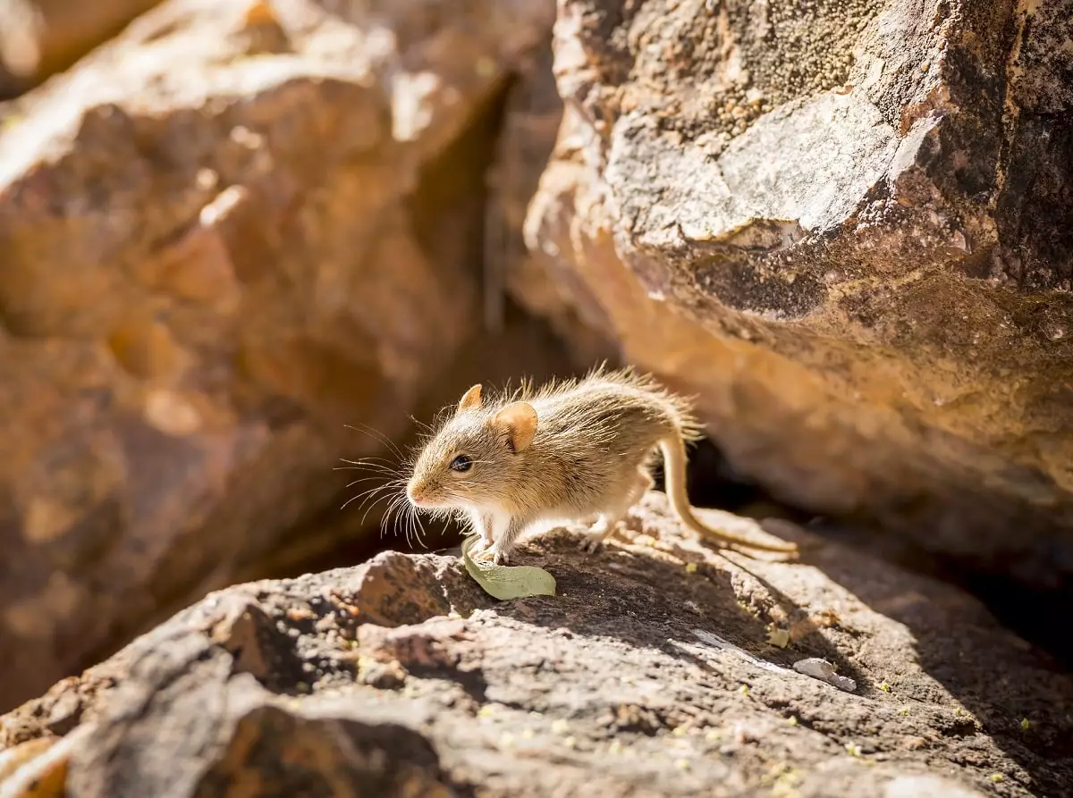 Климат виноват: на острове в Южной Африке истребят всех мышей