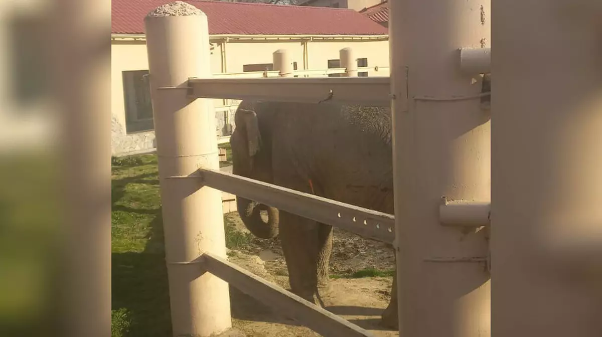 В узбекском зоопарке слону скормили пластиковую упаковку