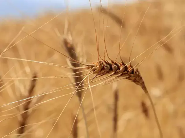 Казахстан может ввести запрет на ввоз пшеницы