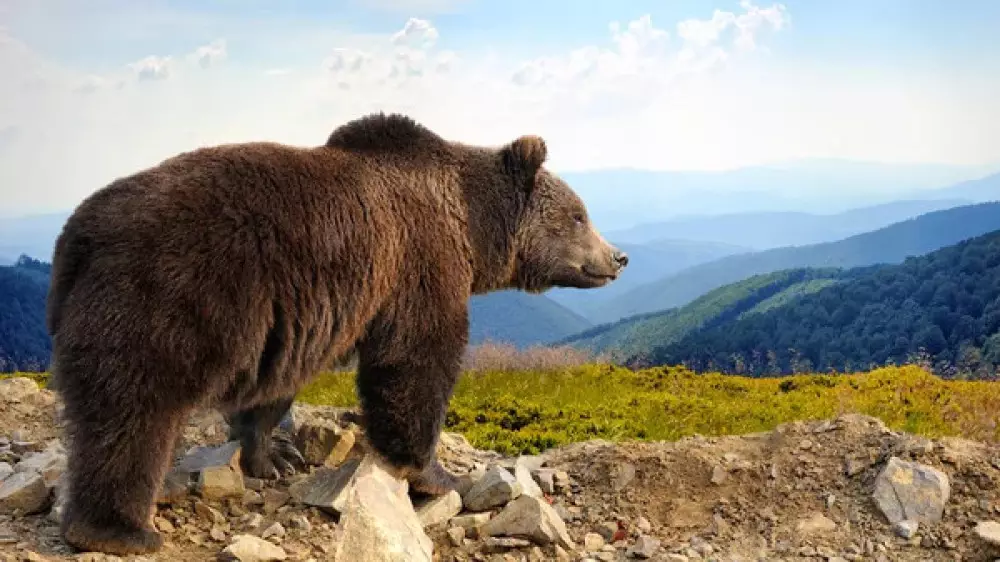 Туристка погибла в горах Словакии после встречи с медведем