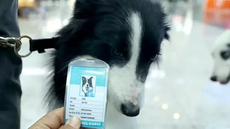 В Стамбульском аэропорту появились собаки-терапевты