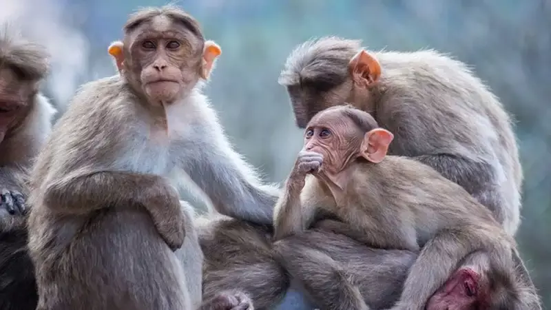 Стая обезьян напала на туристов в Китае