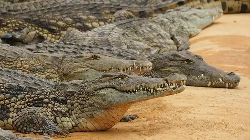 Крокодил напал на дрессировщика во время представления в ЮАР