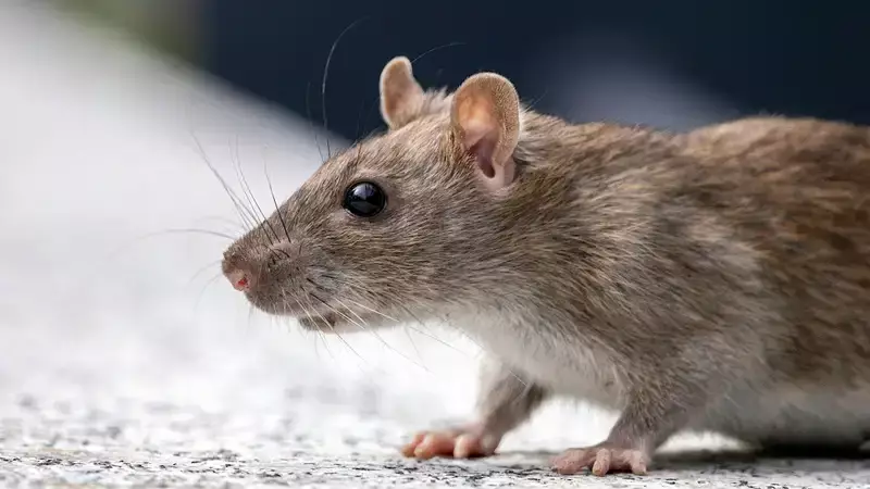 Огромные крысы в детском саду в Алматы попали на видео