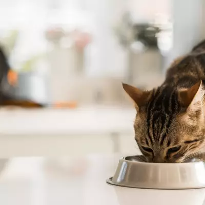 Как правильно кормить кота домашней едой