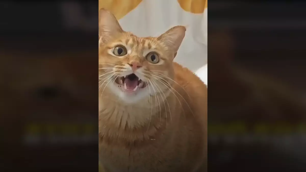 Поющий рыжий кот восхитил соцсети