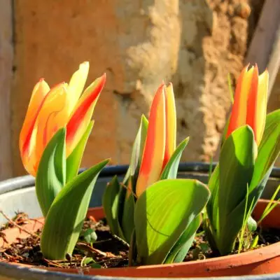 Будут цвести неделями: чем подкармливать тюльпаны весной