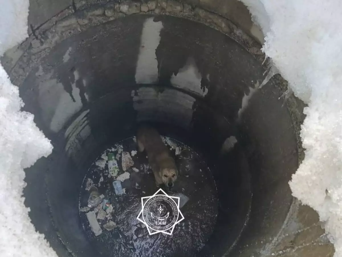 Упавшей в колодец собаке помогли спасатели Актюбинской области (ВИДЕО)