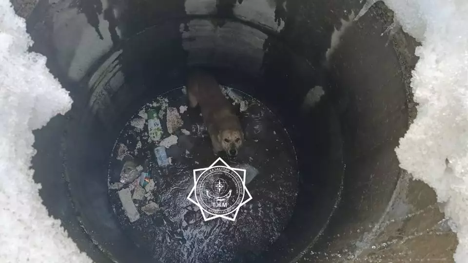 Собаку достали из глубокого колодца в Актюбинской области