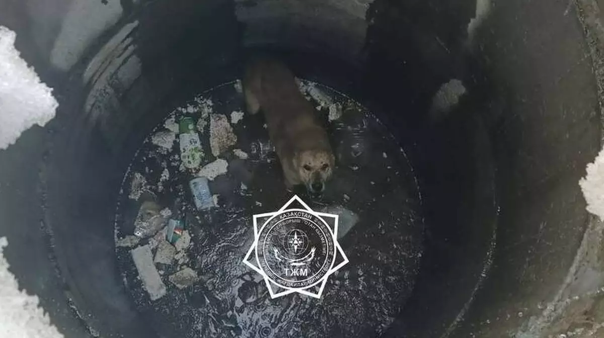 Провалившуюся в колодец собаку спасли в Актюбинской области. ВИДЕО