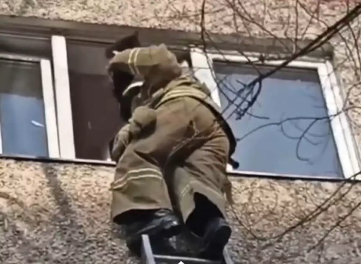 Пожарные Алматы спасли застрявшего в окне кота и стали звездами соцсетей