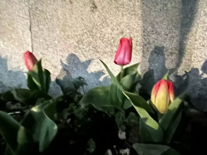Первые тюльпаны расцвели в Шымкенте