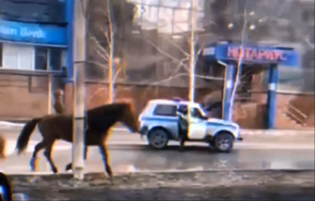 Одинокая лошадь гуляла по улицам Семея