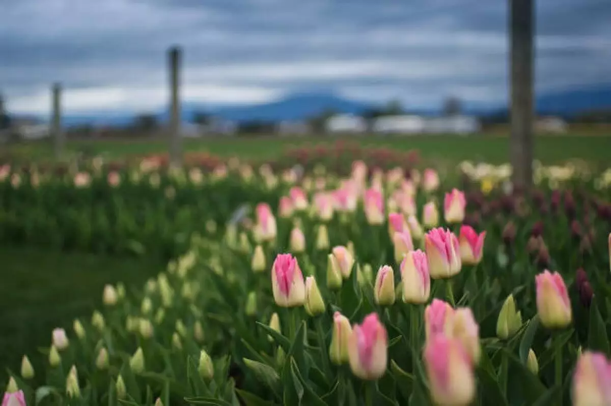 Усыпанную тюльпанами гору Каратау засняли на видео