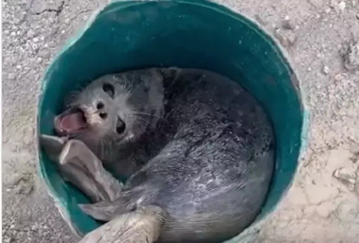 Спасение детёныша тюленя на Каспии попало на видео