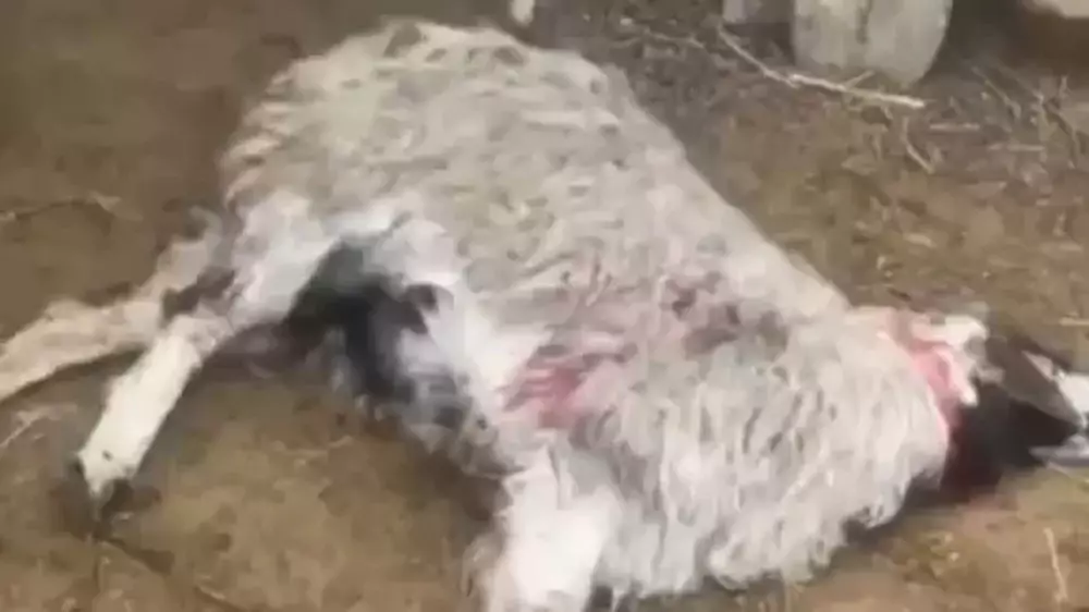 Неизвестный хищник убивает скот в селе Атырауской области