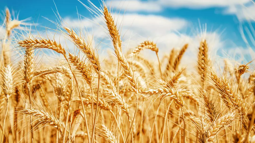 В Казахстане сократят посевы пшеницы