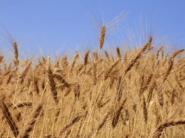 Площадь пшеницы в Казахстане планируют сократить на 429,2 тысяч га