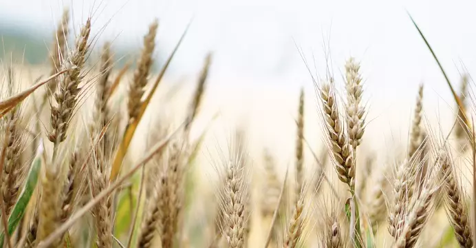 Урожай пшеницы на уровне 13-14 млн тонн ожидает Казахстан в 2024 году