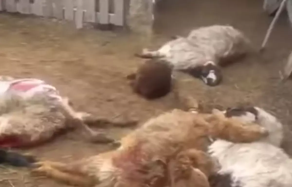Неизвестный серийный хищник нападает на скот в Атырауской области