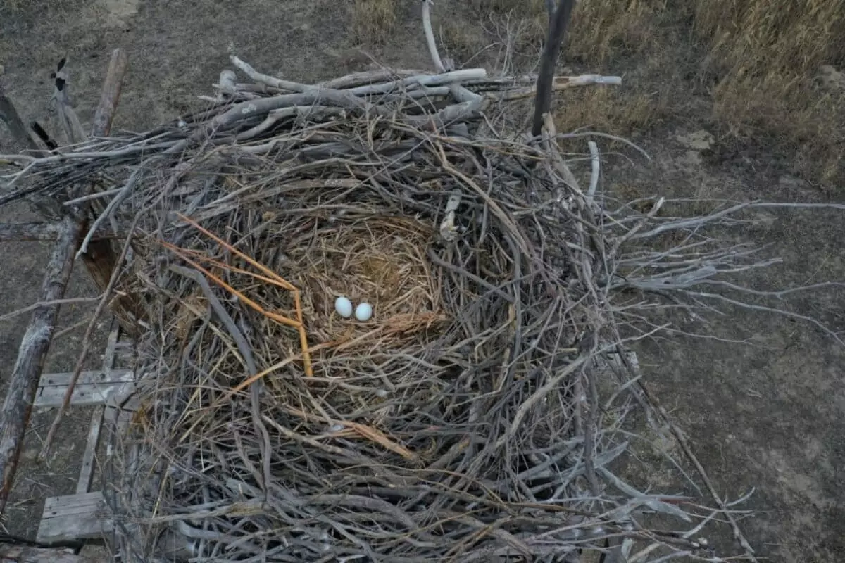 Как ученый помог птицам из Красной книги сохранить гнездо и популяцию в Казахстане
