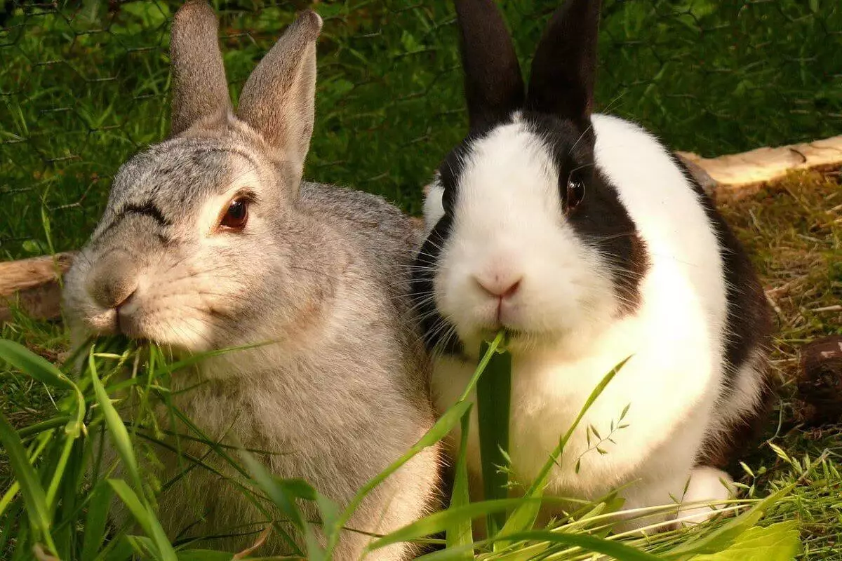 Китай готов закупать в Казахстане сотни миллионов тонн крольчатины
