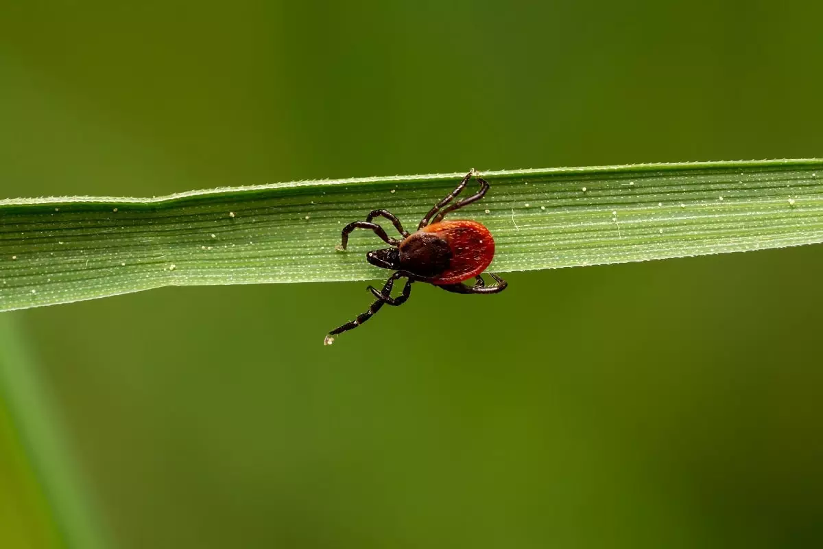 Весна, клещи: как уберечься от укуса насекомых