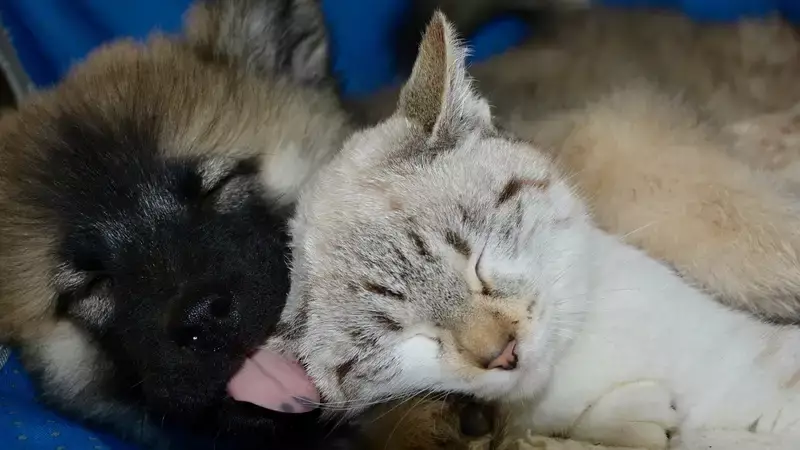 Вечная память кошке Мурке и псу Барбосу: как похоронить домашнего питомца