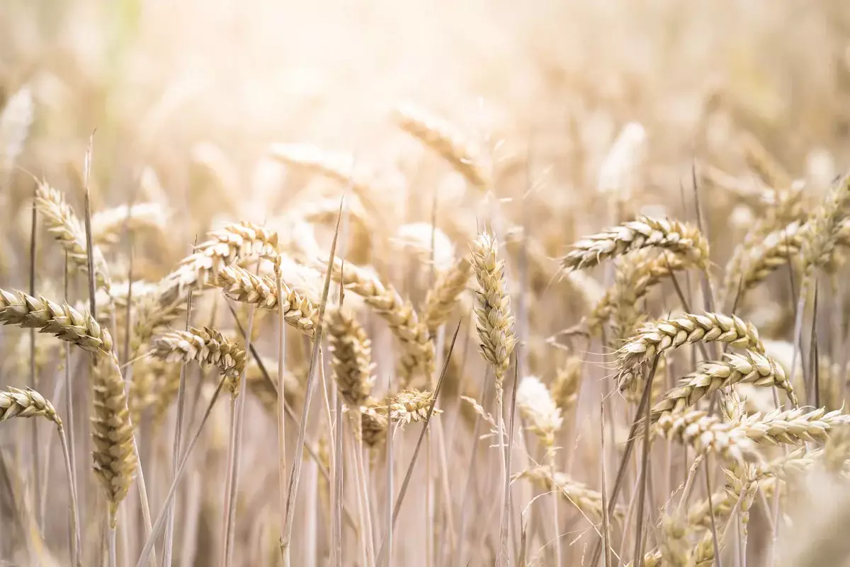Свою пшеницу для обеспечения продбезопасности в Азии намерен использовать Казахстан