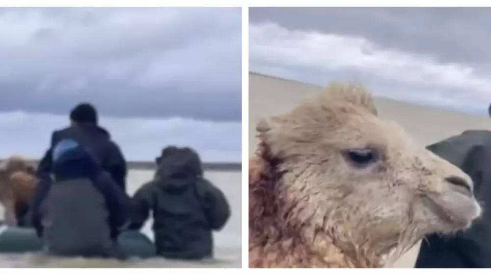Спасение верблюдов в районе паводков в Актюбинской области попало на видео