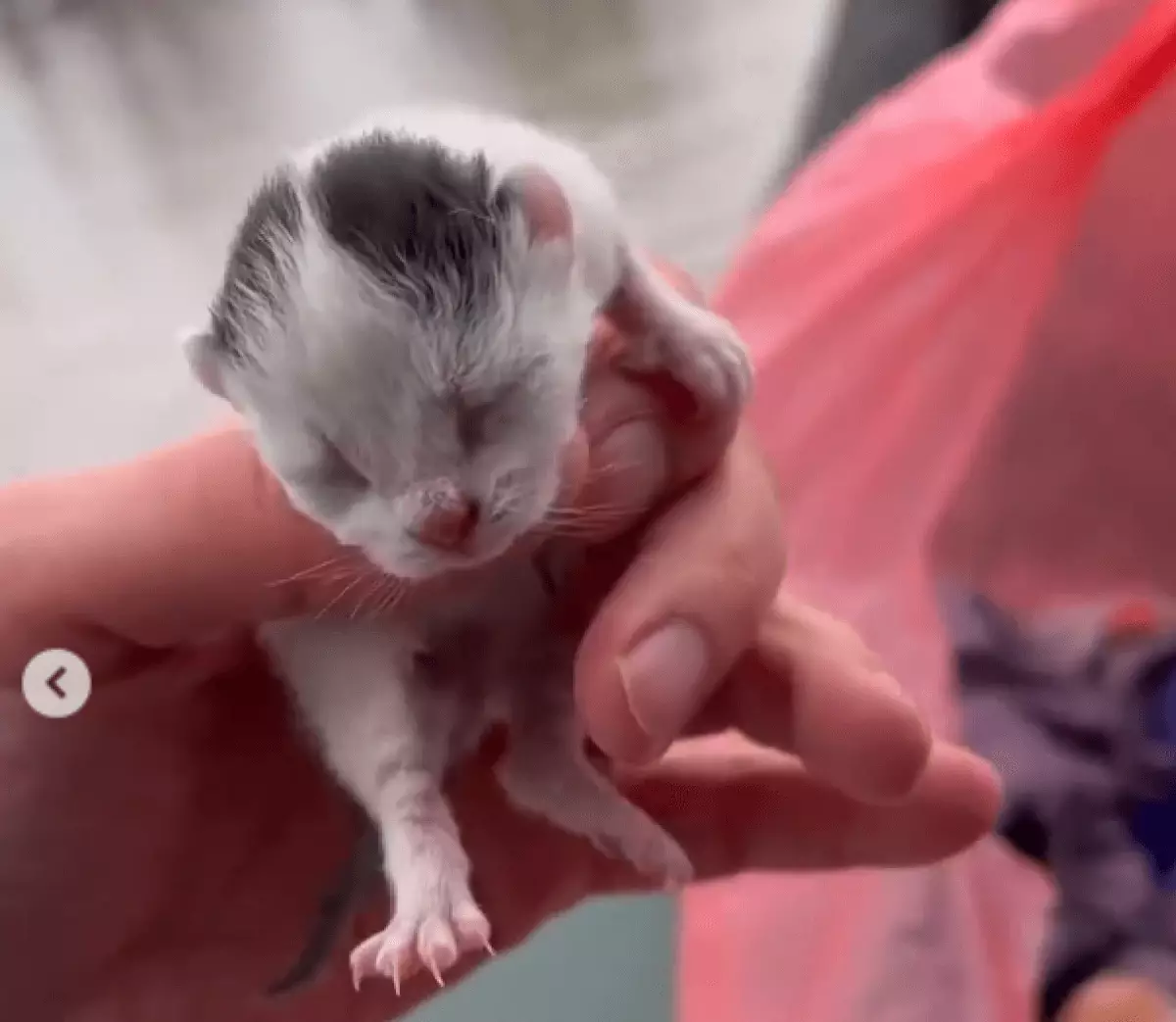 Паводки под Актобе: спасение котят сняли на видео