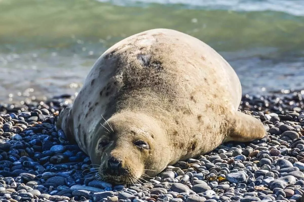 40 мертвых тюленей нашли на берегу моря в Мангистау