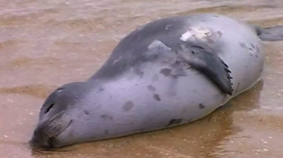 Десятки тюленей погибли в море в Мангистау