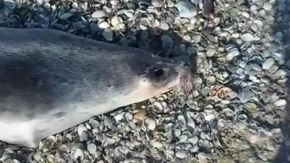 40 мертвых тюленей нашли на побережье Каспия