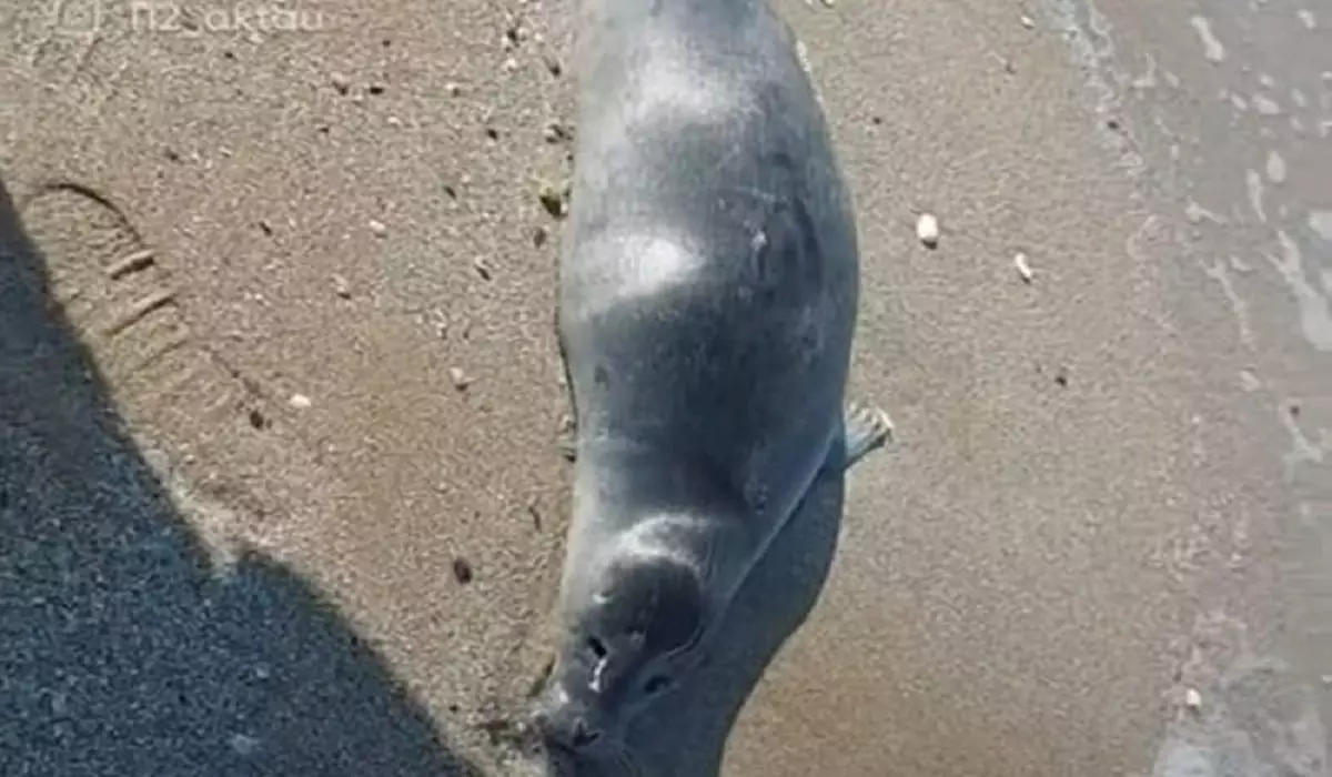 40 туш мертвых тюленей обнаружили на берегу моря в Мангистау