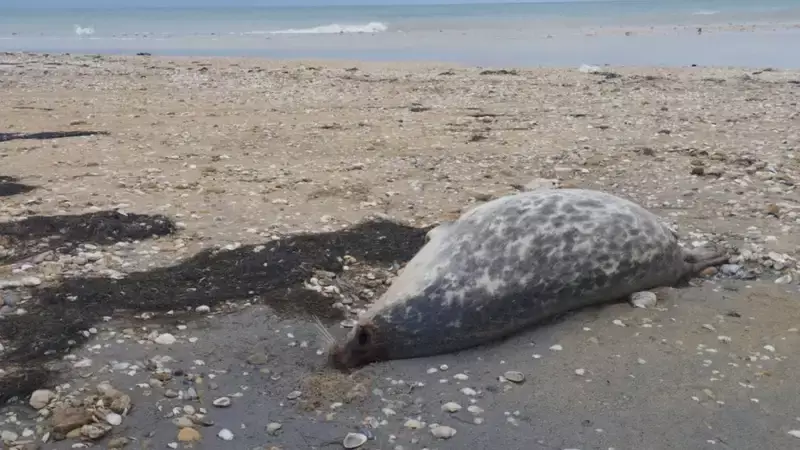 На побережье Каспия обнаружили несколько десятков мертвых тюленей