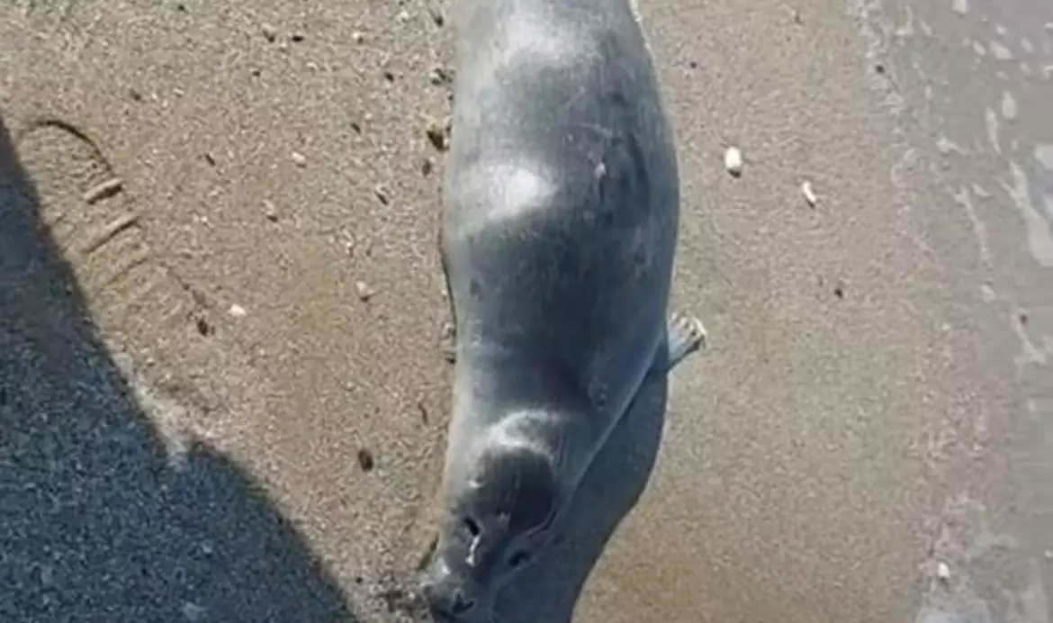 40 трупов тюленей обнаружили на берегу моря в Мангистау