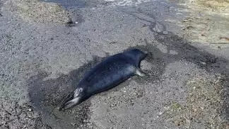 Более 60 туш тюленей обнаружили на побережье Каспия