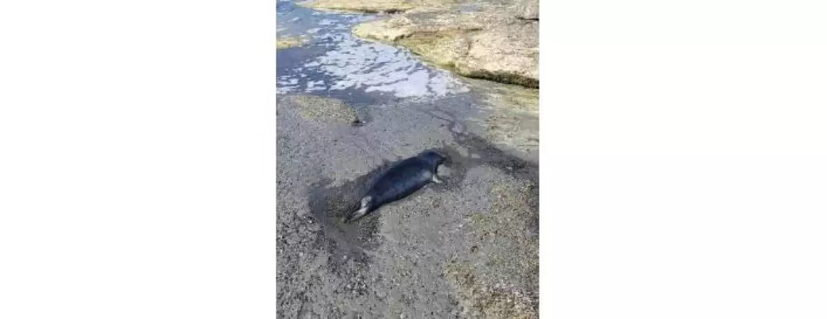 62 туши тюленей нашли в Мангистау