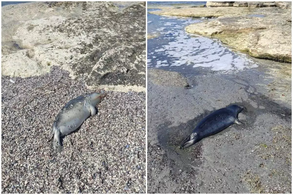 Количество погибших тюленей на побережье Каспия выросло