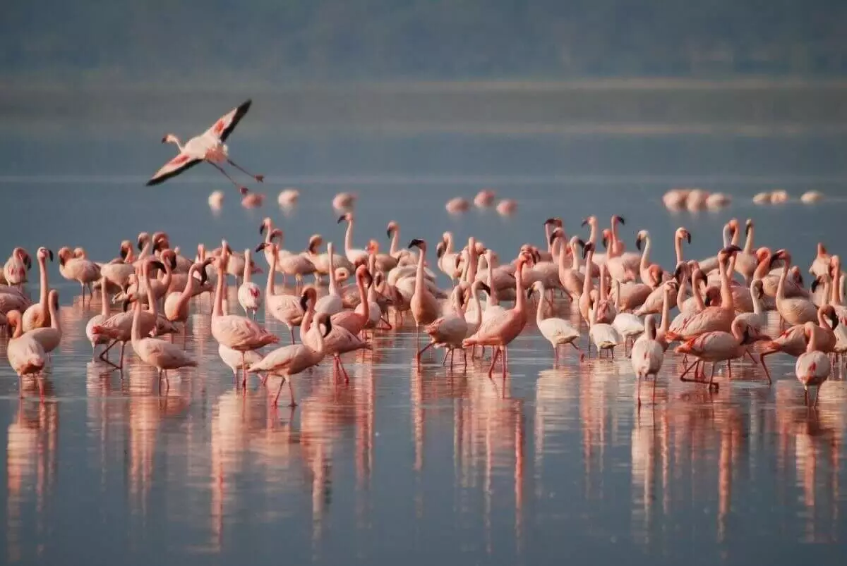 Стаю розовых фламинго засняли близ Актау (ВИДЕО)