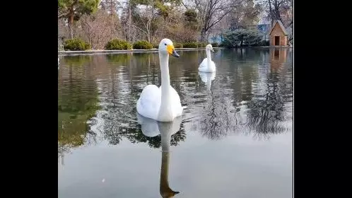 Лебеди вернулись в Ботанический сад Алматы