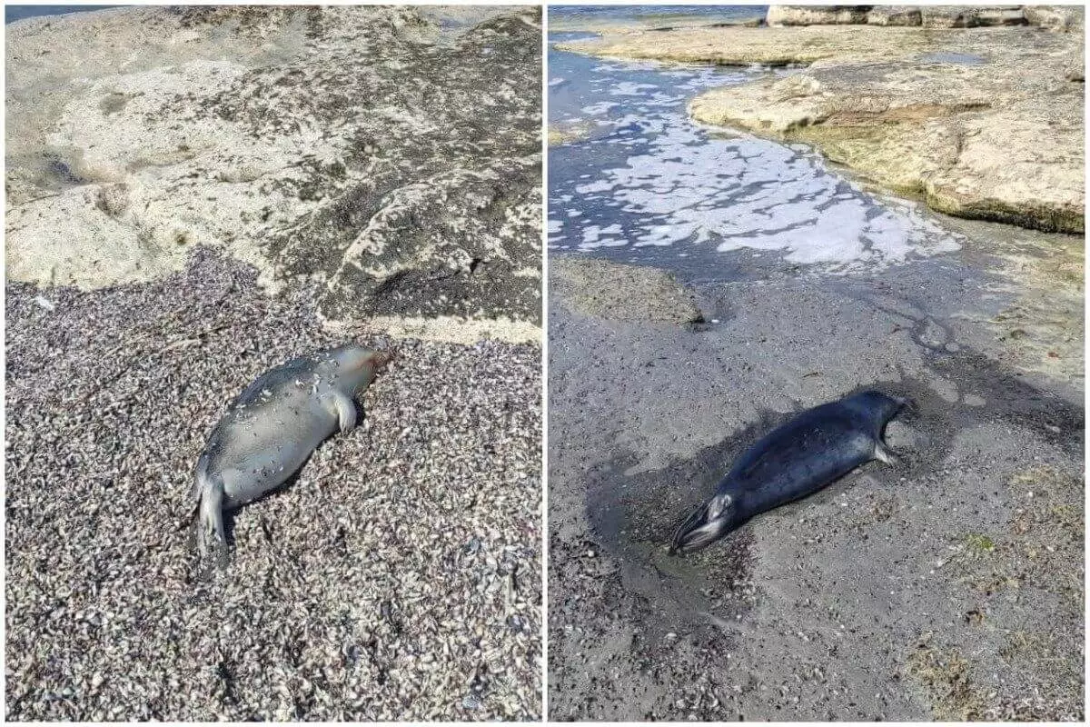 Ученые из Алматы выяснят причину гибели тюленей в Мангистау