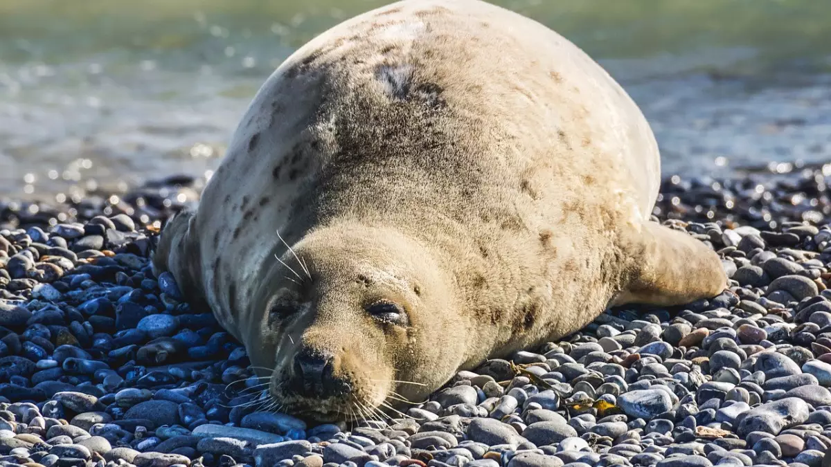 Учёные из Алматы приедут в Мангистау для выяснения причин массовой гибели тюленей