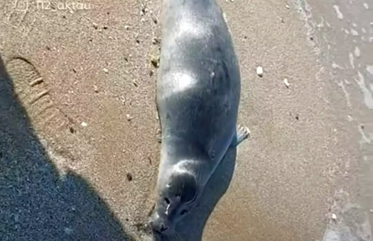 Эксперты назвали причину выброса туш тюленей на берег Каспия