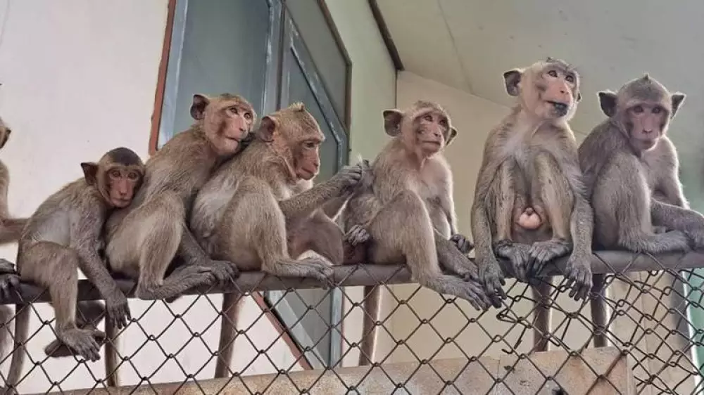 Популярный туристический город в Таиланде захватили банды обезьян. Полицейские вооружились рогатками