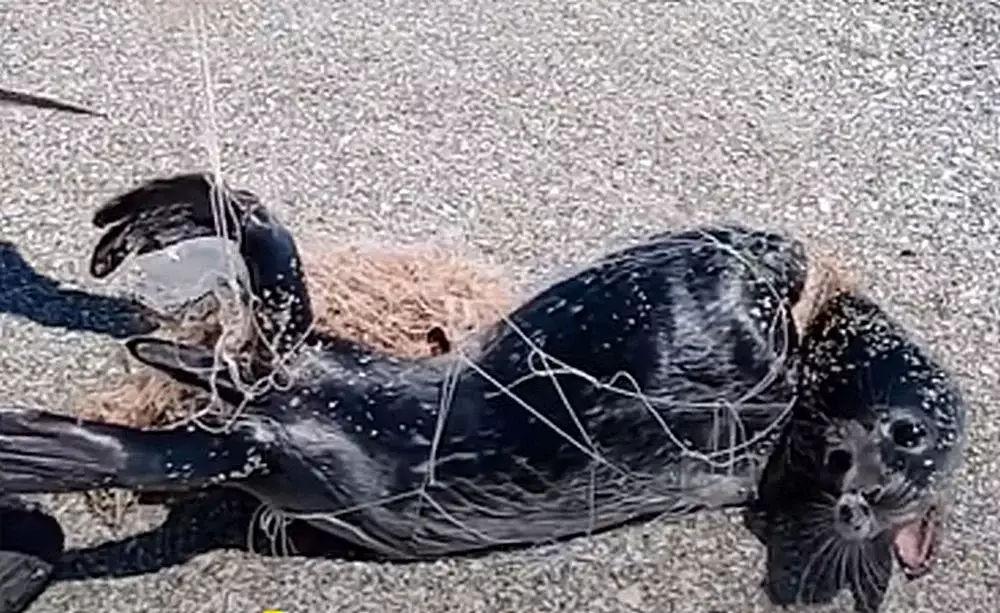 Попавшего в сеть тюленя спасли в Мангистауской области