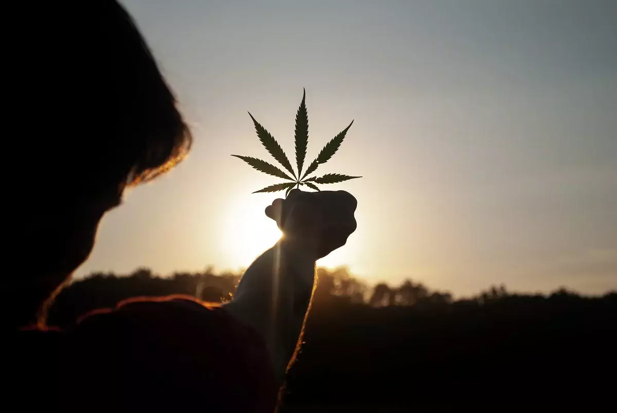 В Германии легализовали марихуану, можно хранить и выращивать